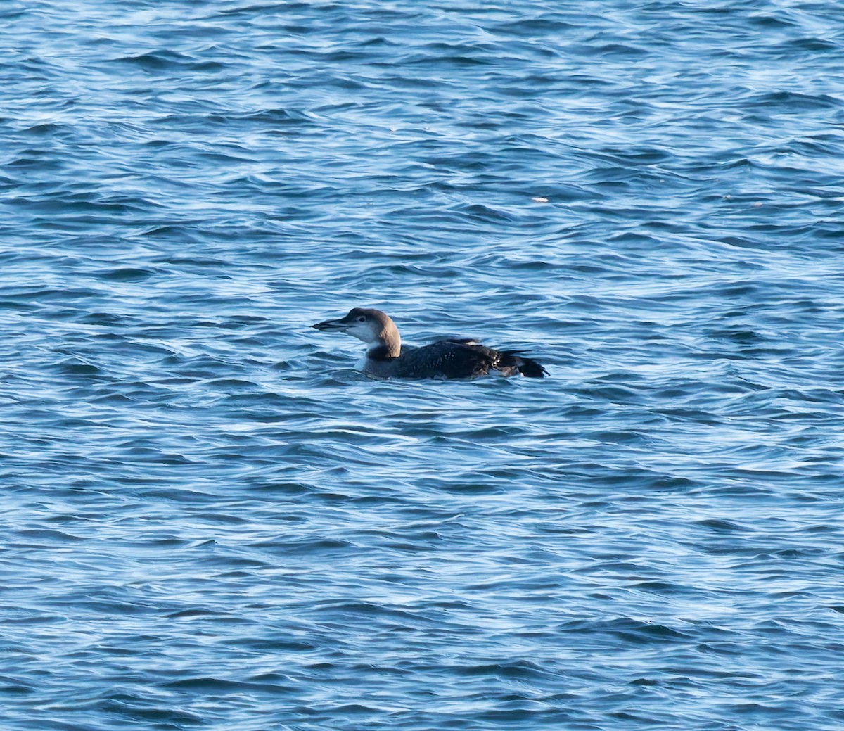 Common Loon - ML646652549