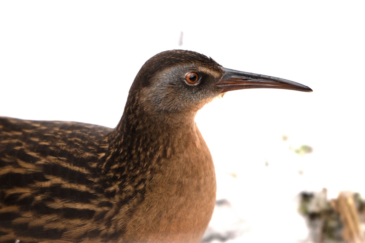 Пастушок віргінський - ML646652550