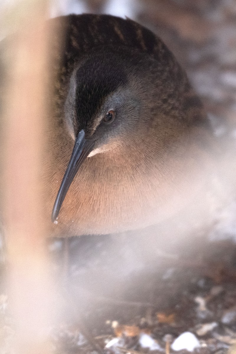 Пастушок віргінський - ML646652551