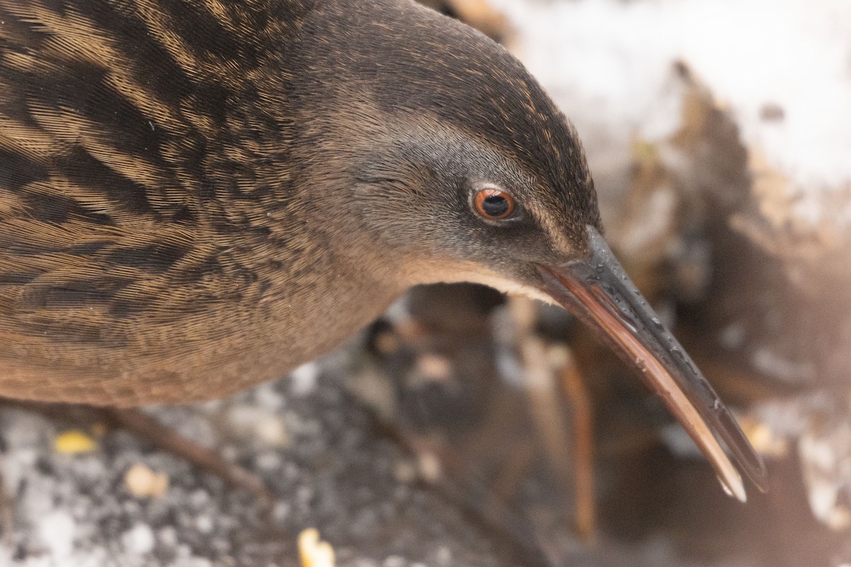 Пастушок віргінський - ML646652552