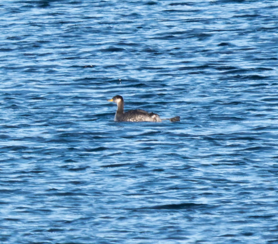 Somormujo Cuellirrojo - ML646652553