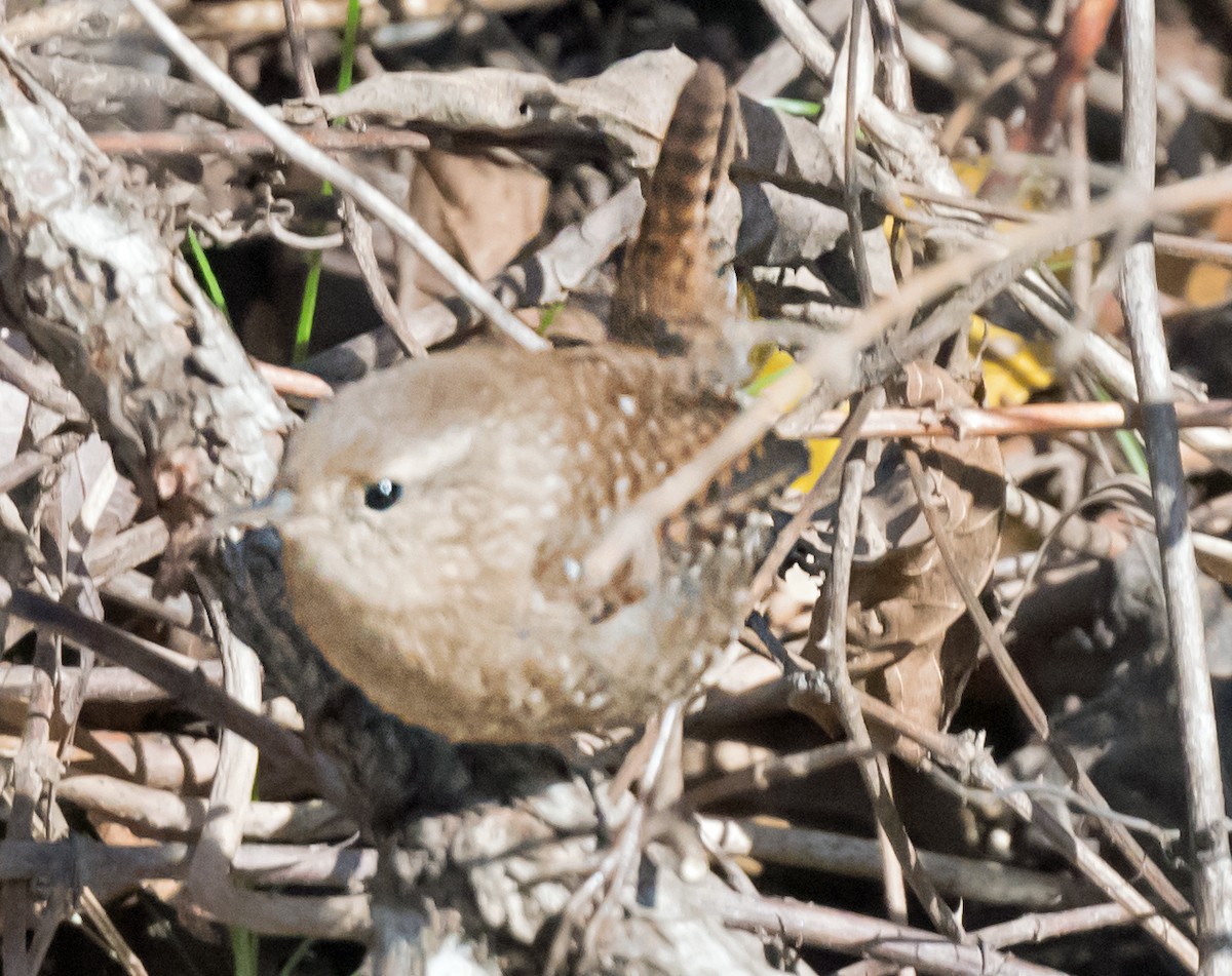 Американский крапивник - ML646652554