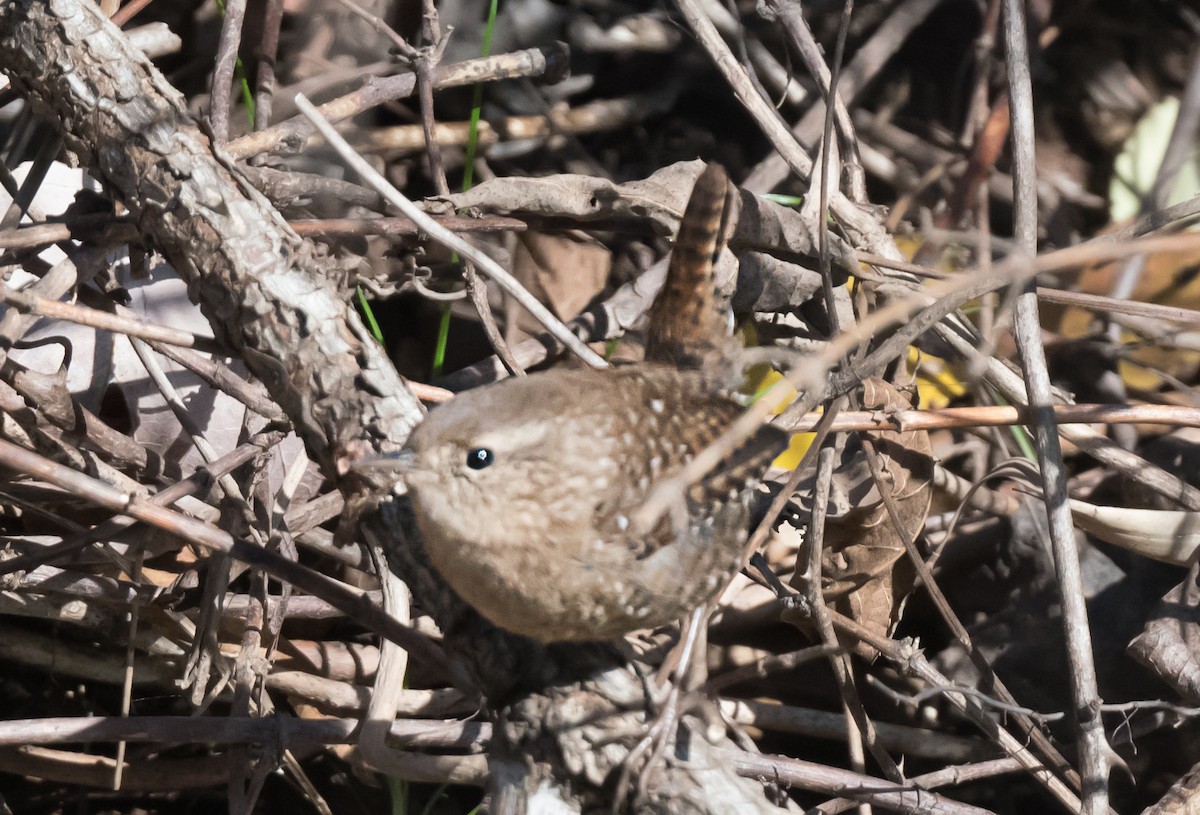 Американский крапивник - ML646652555