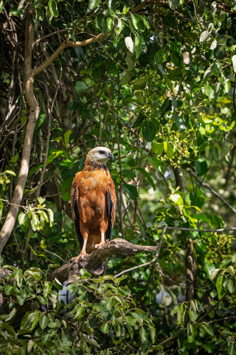Black-collared Hawk - ML646652558