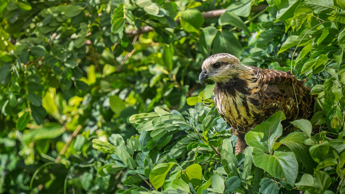 Black-collared Hawk - ML646652559
