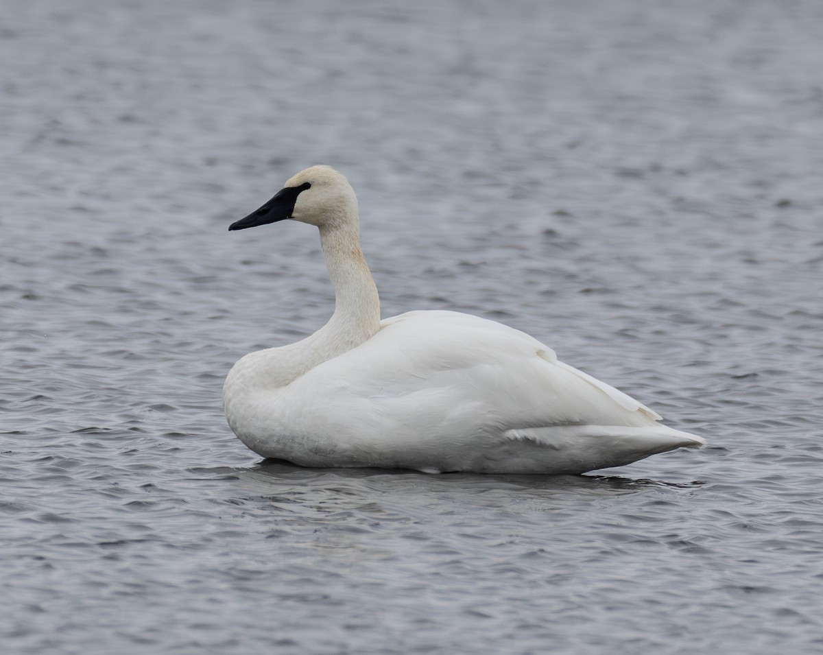 Trumpeter Swan - ML646652562