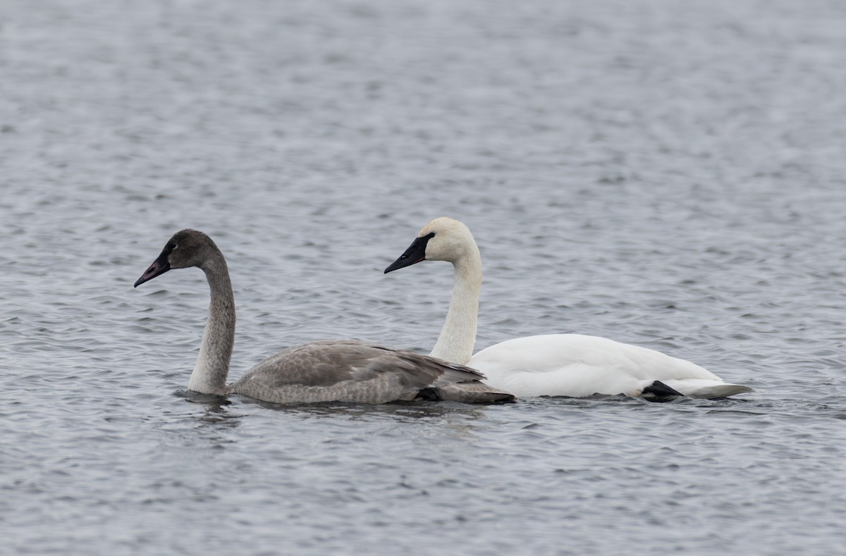 Trumpeter Swan - ML646652563