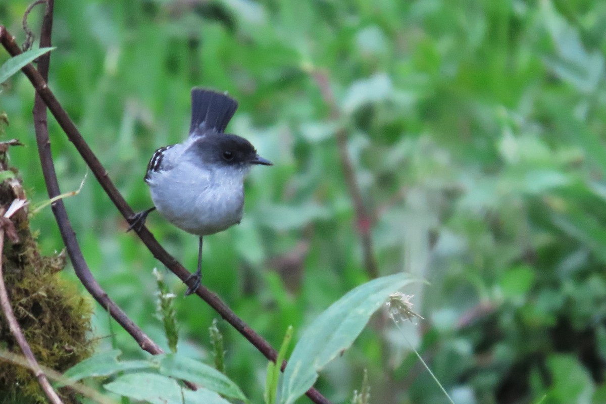Torrent Tyrannulet - ML646652568