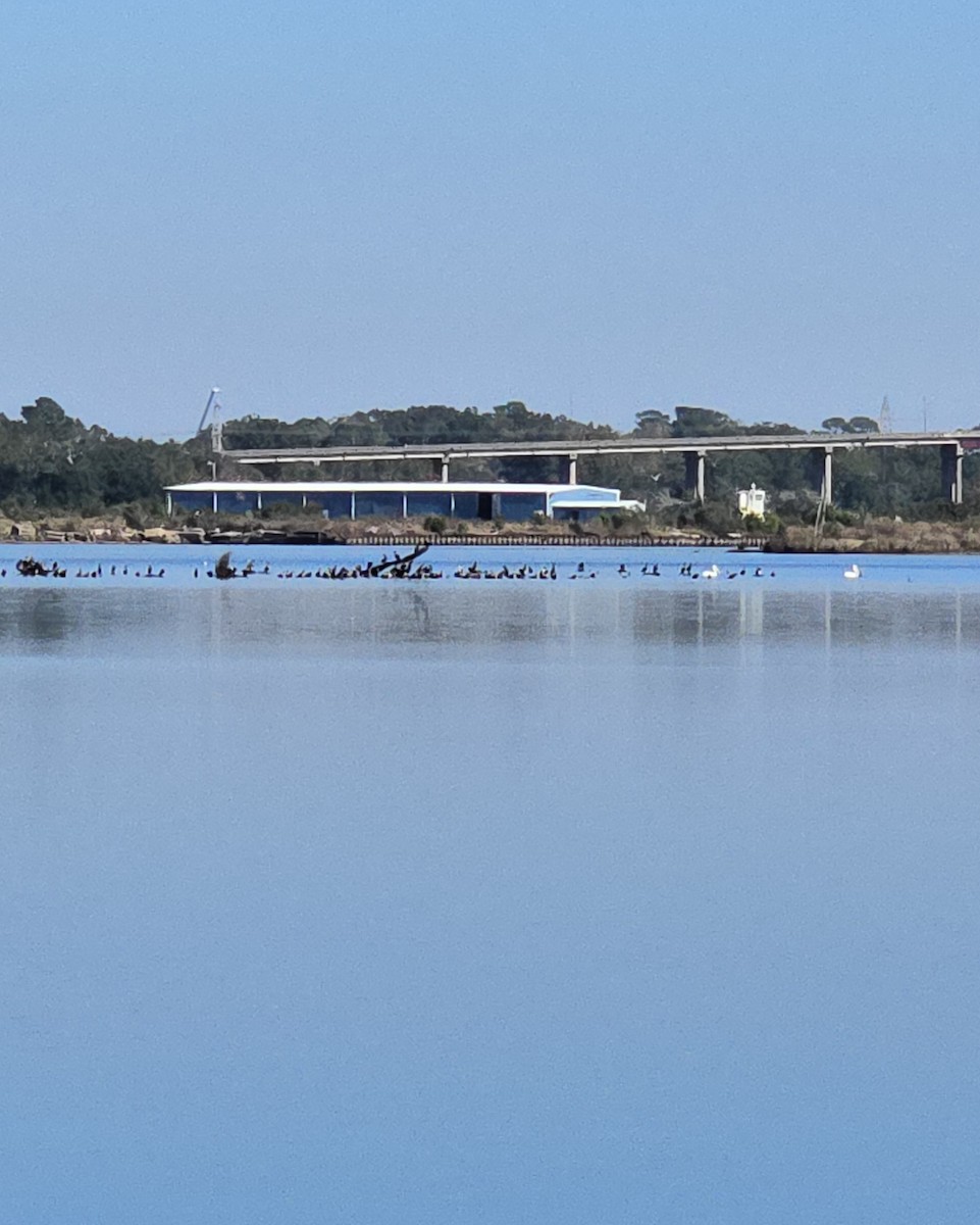 Double-crested Cormorant - ML646652569