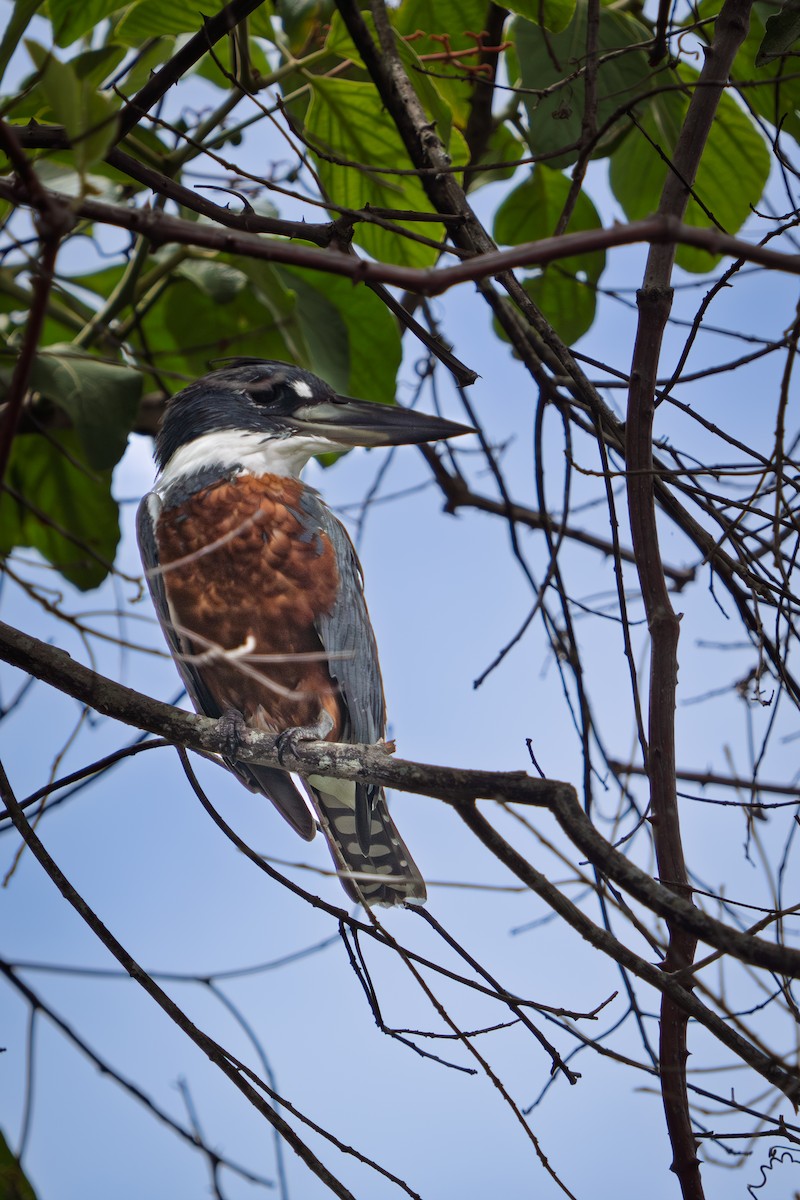 Ringed Kingfisher - ML646652570