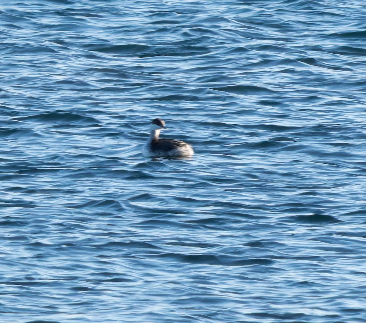 角鸊鷉 - ML646652581