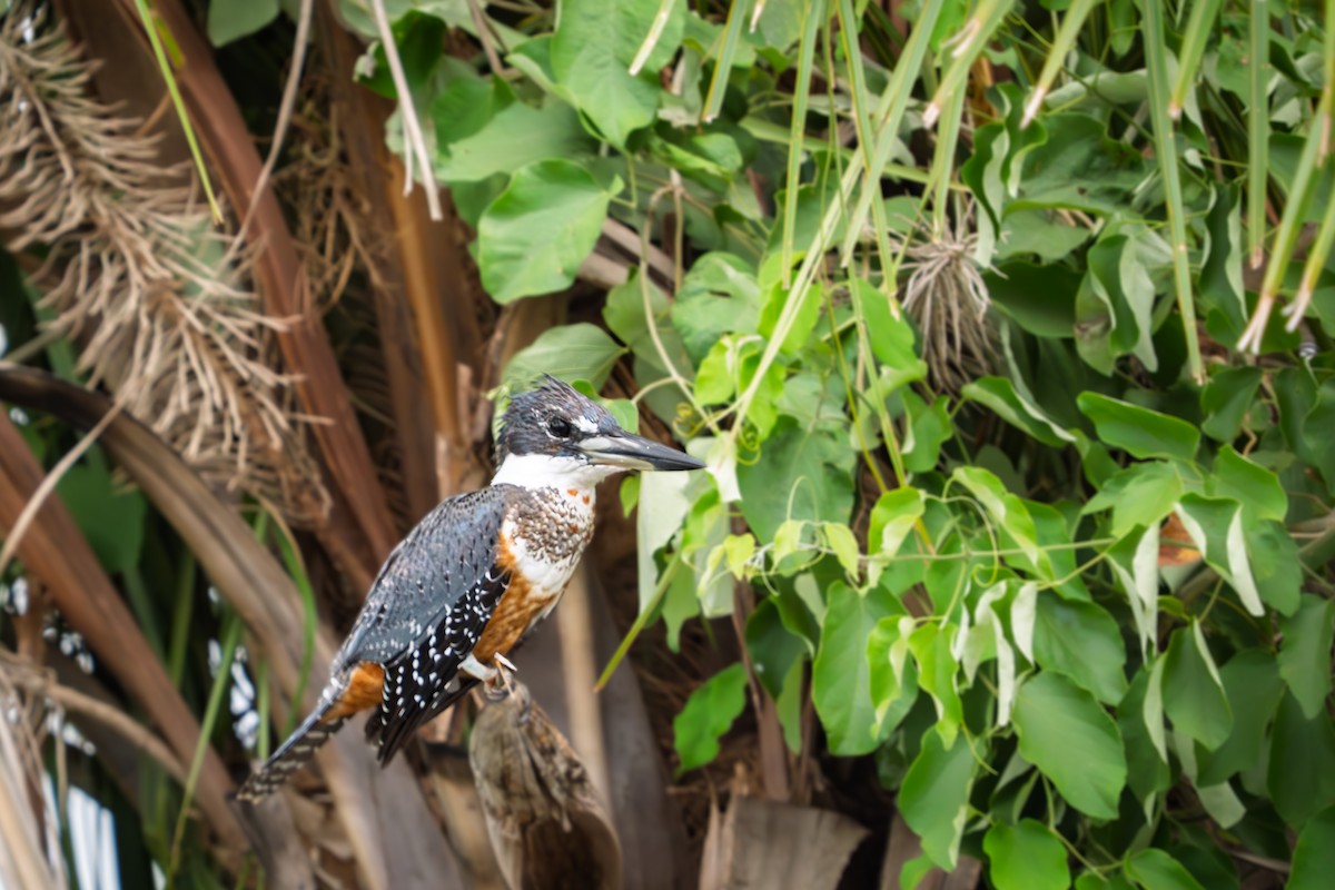 Ringed Kingfisher - ML646652582