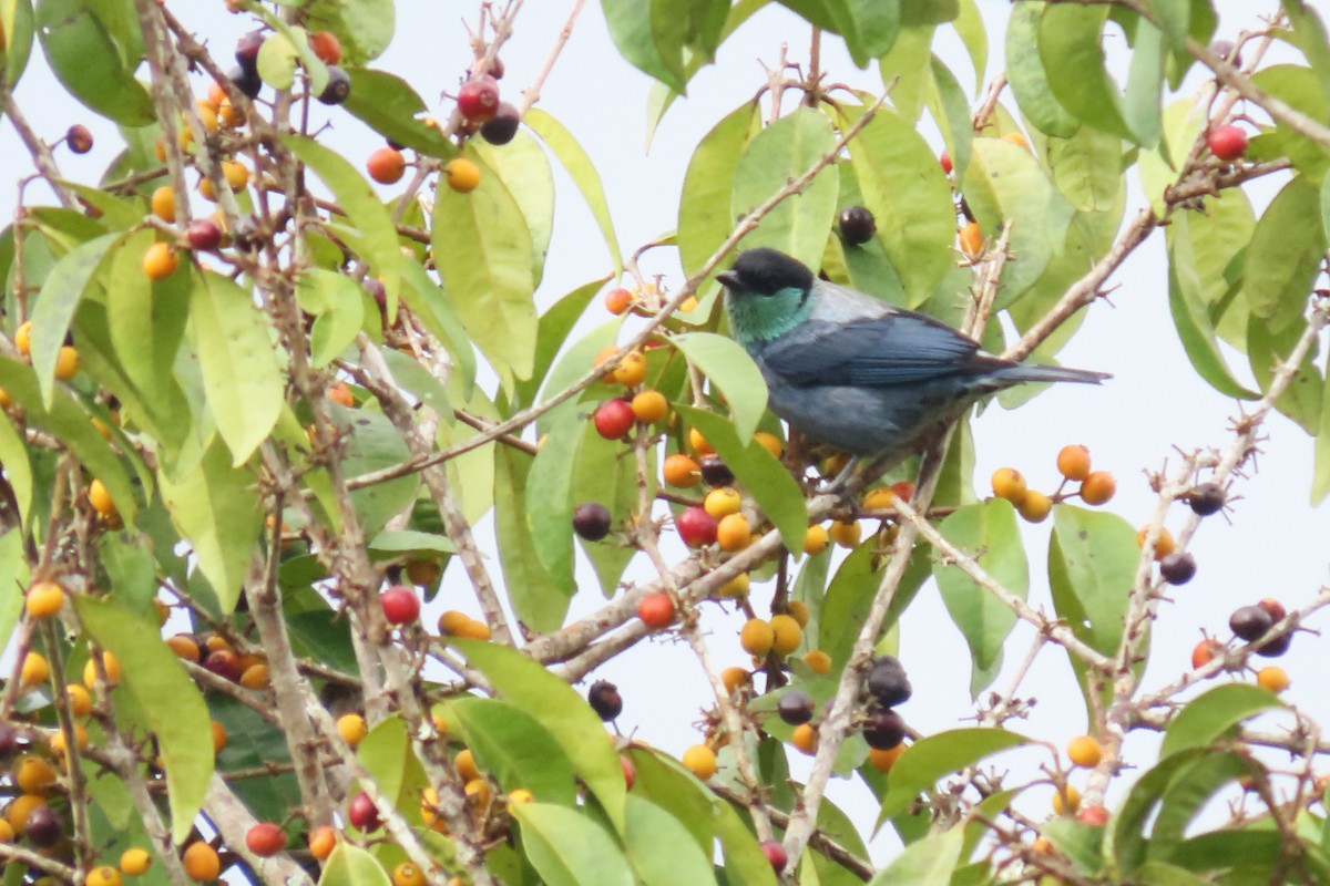 Black-capped Tanager - ML646652583