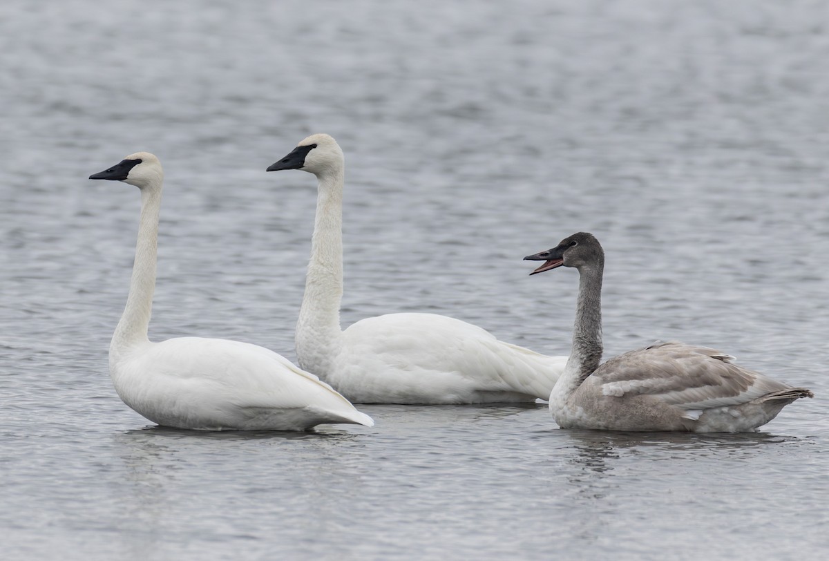 Trumpeter Swan - ML646652584