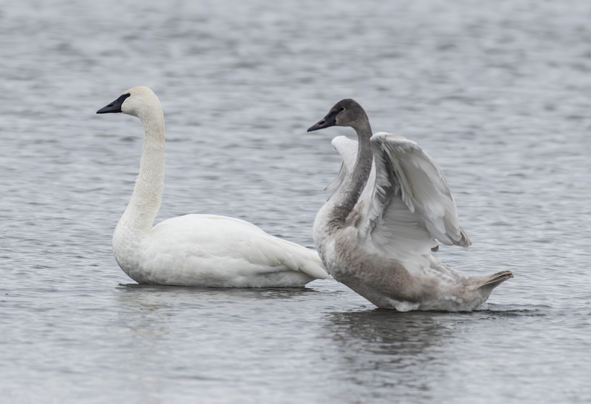 Trumpeter Swan - ML646652585