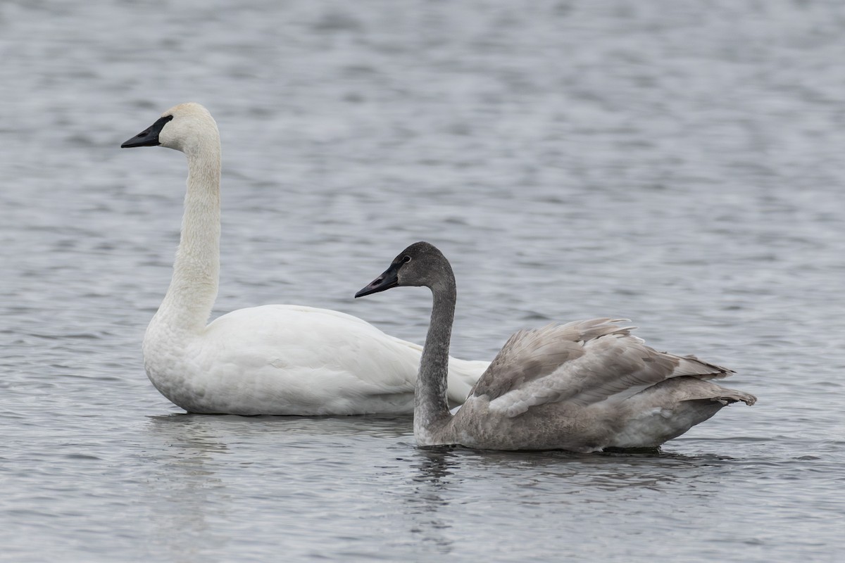 Trumpeter Swan - ML646652586