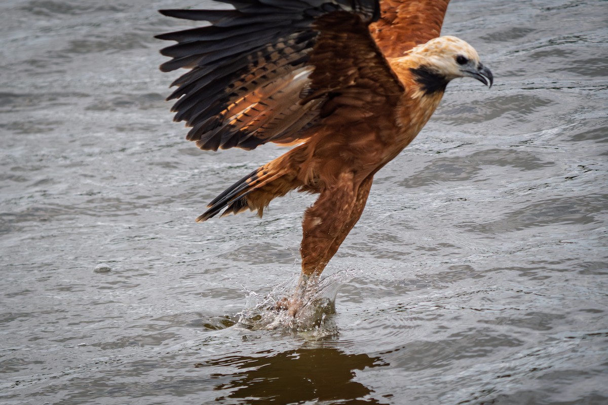 Black-collared Hawk - ML646652587