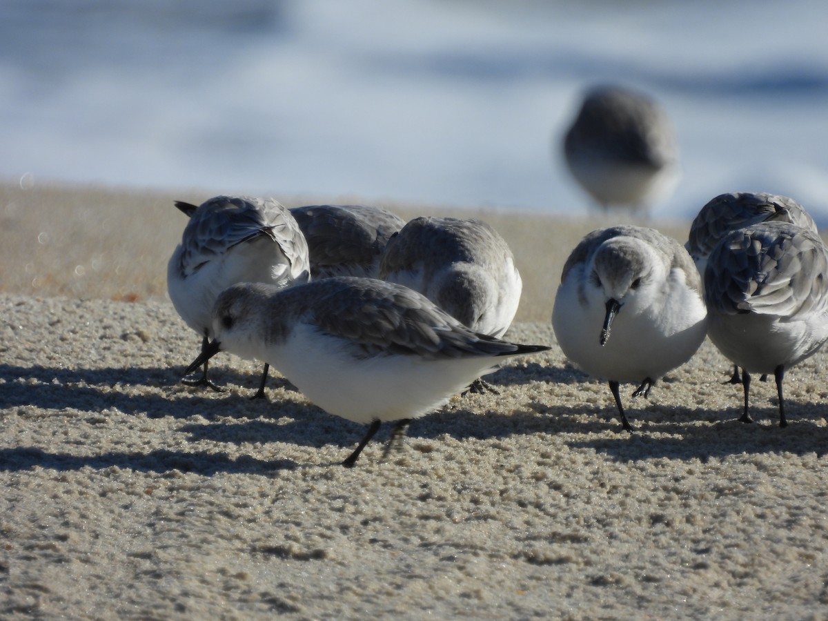 Sanderling - ML646652590