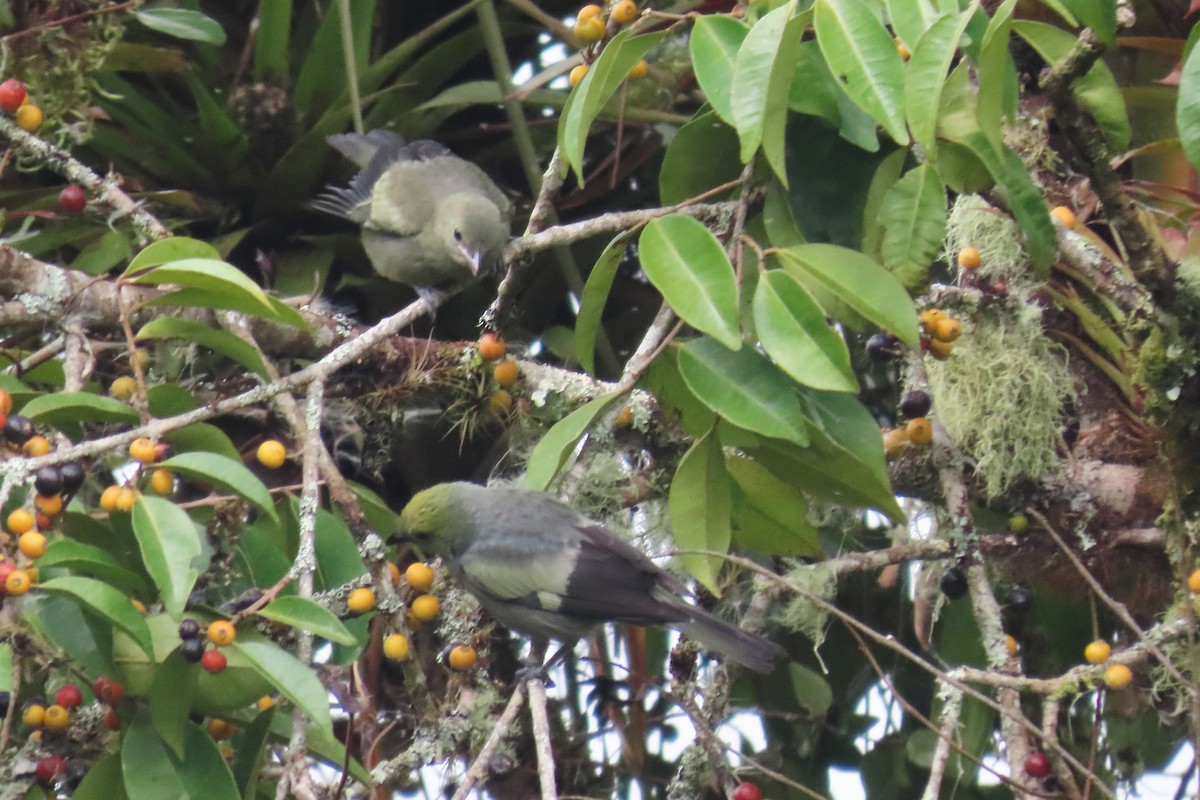 Tangara des palmiers - ML646652591