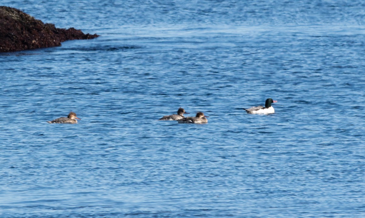 川秋沙 - ML646652599