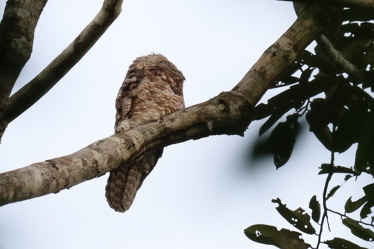 Great Potoo - ML646652600