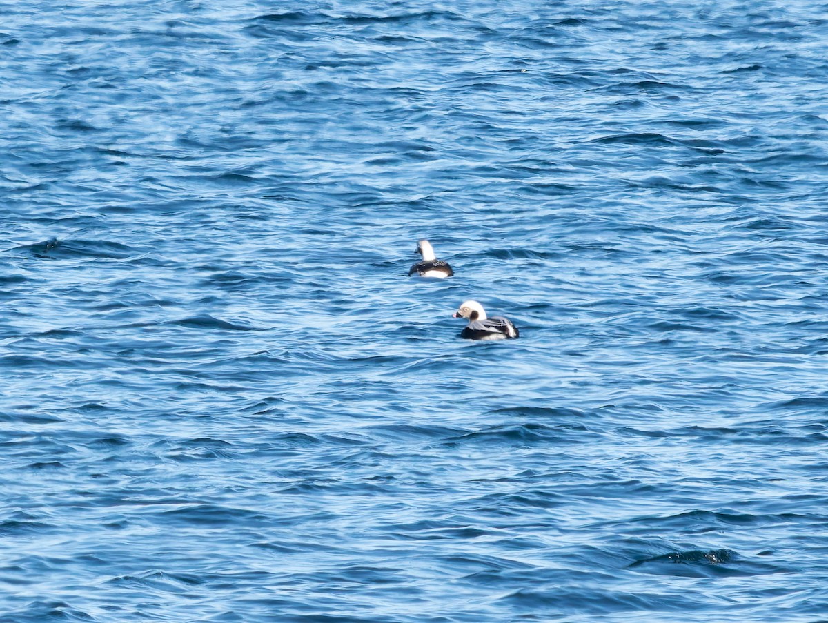 長尾鴨 - ML646652601