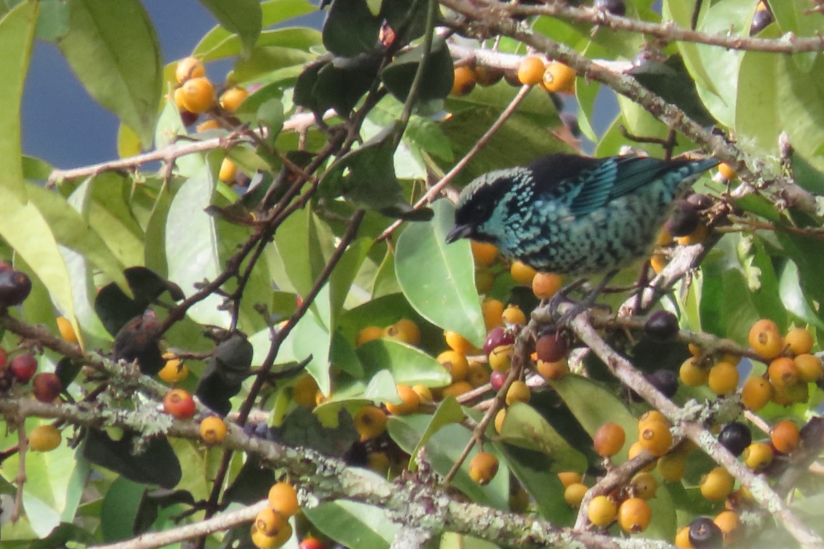 Beryl-spangled Tanager - ML646652602