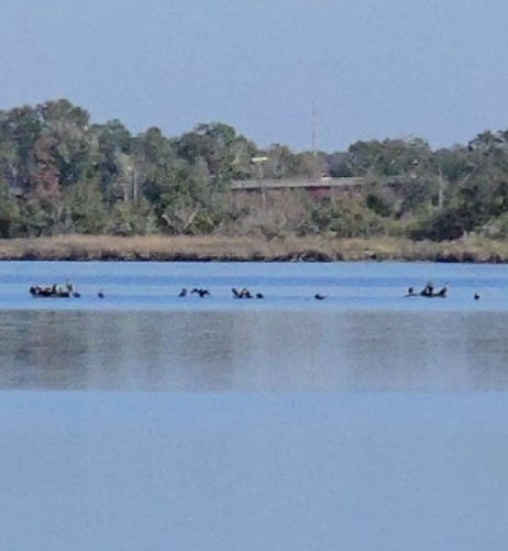 Double-crested Cormorant - ML646652610