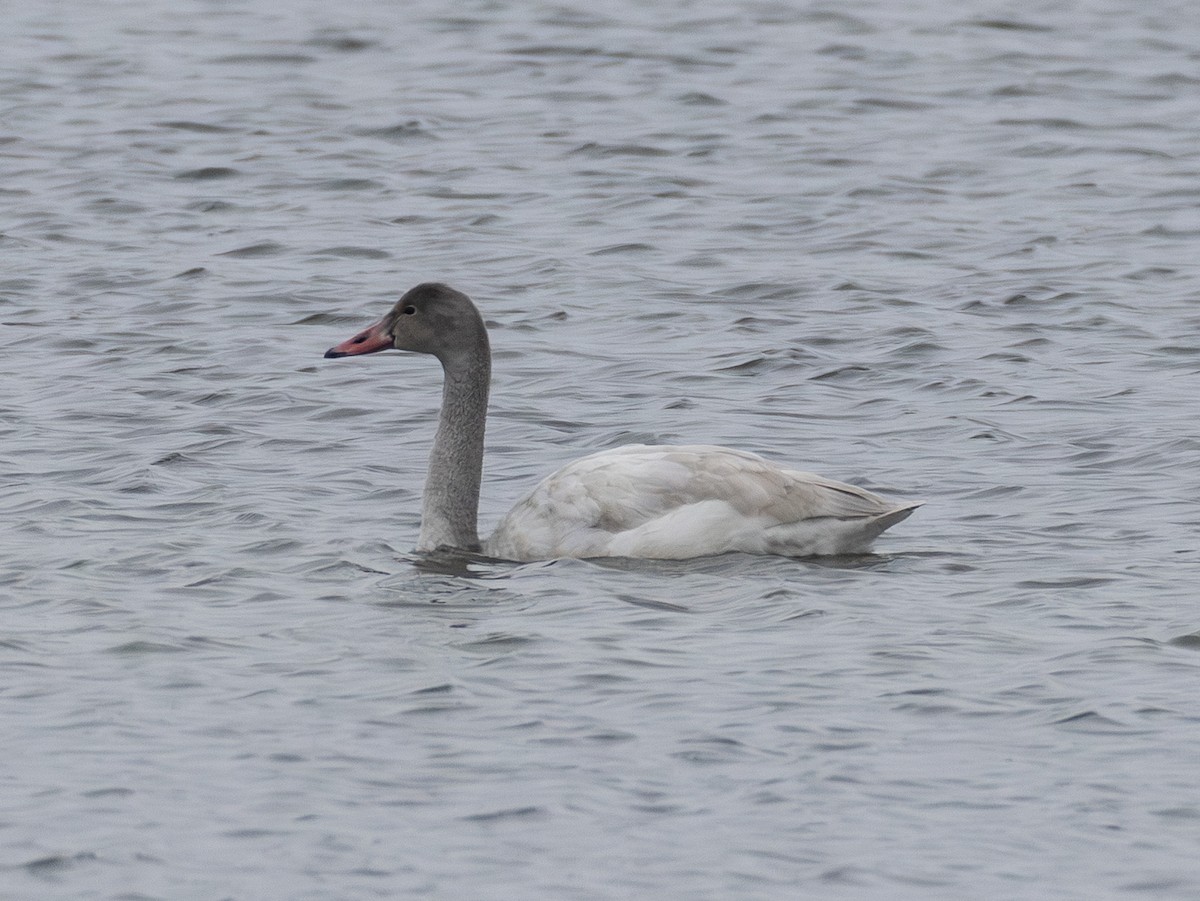 Tundra Swan - ML646652611