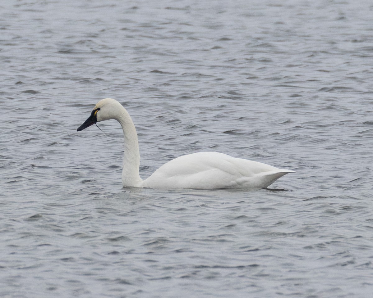 Tundra Swan - ML646652612