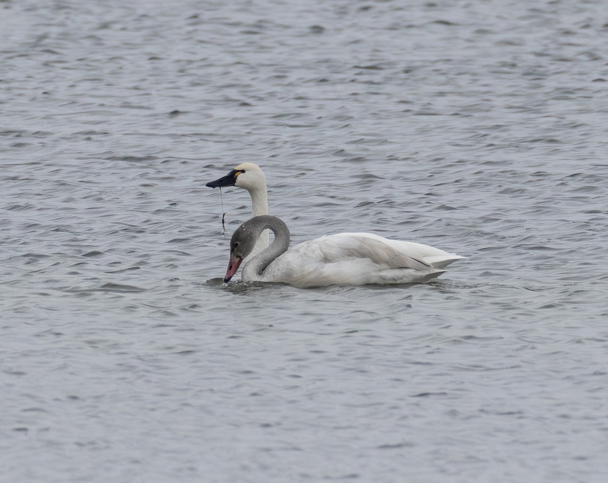Tundra Swan - ML646652613