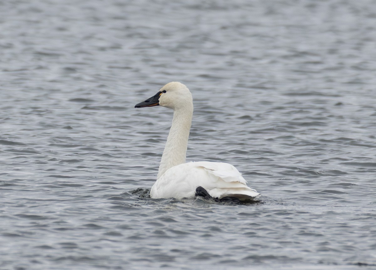 Tundra Swan - ML646652614