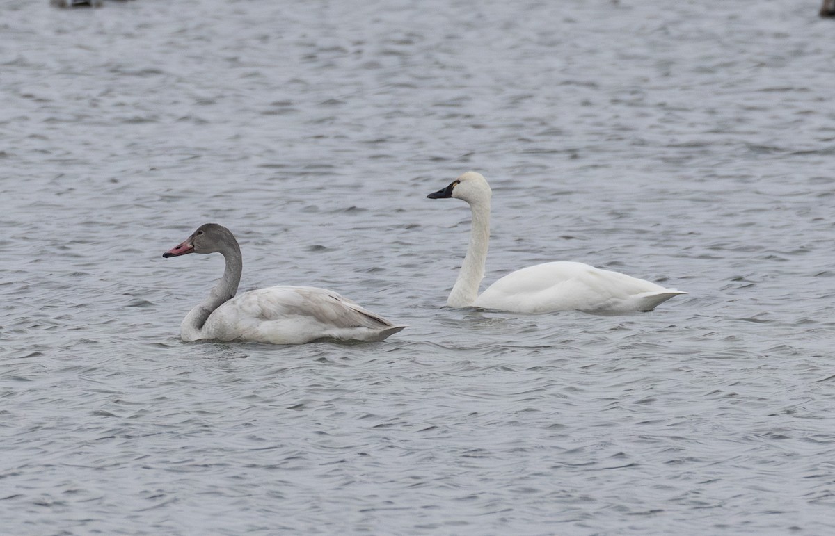 Tundra Swan - ML646652615