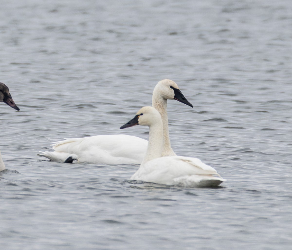 Tundra Swan - ML646652616
