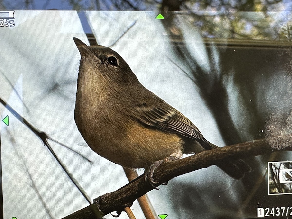 krattvireo - ML646652617