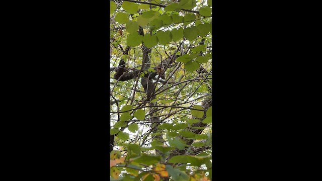 Квічаль рудобровий - ML646652618