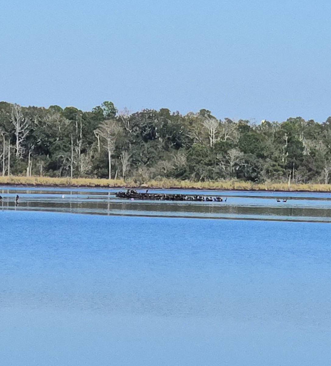 Double-crested Cormorant - ML646652619