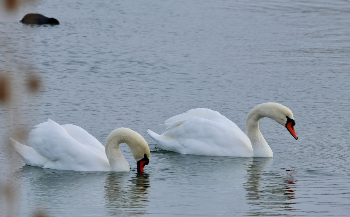 ברבור מצוי - ML646652621