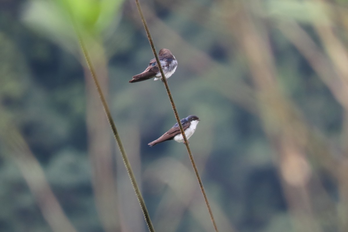 Blue-and-white Swallow - ML646652622