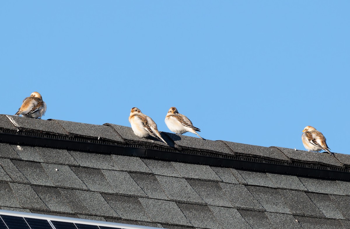 雪鵐 - ML646652624