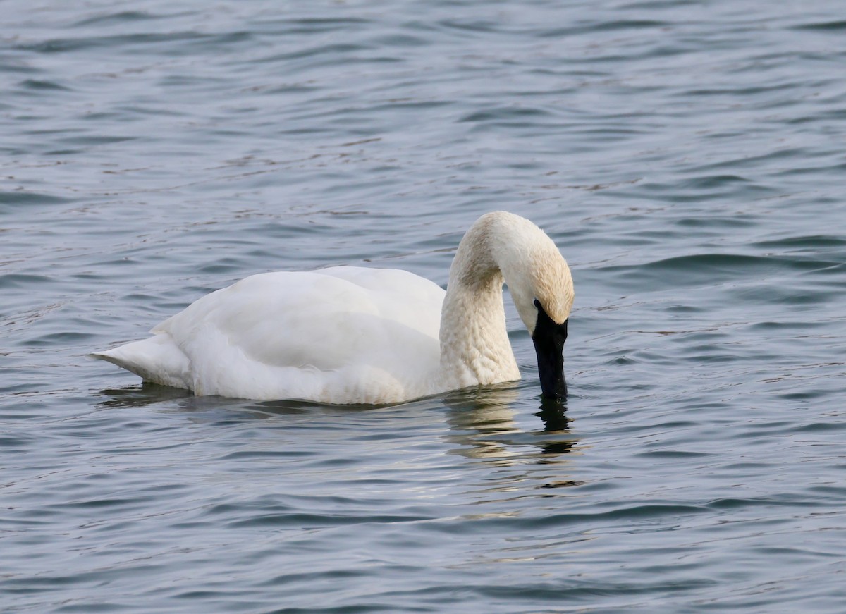 ברבור אמריקני - ML646652625