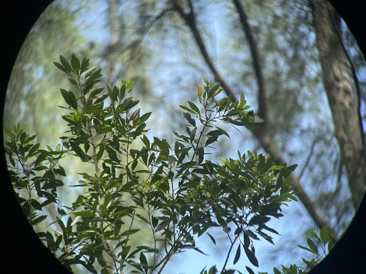 Саїманга зеленовола - ML646652626