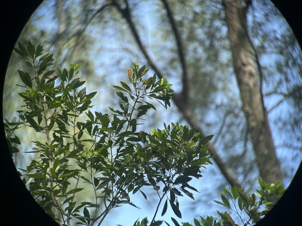 Саїманга зеленовола - ML646652627