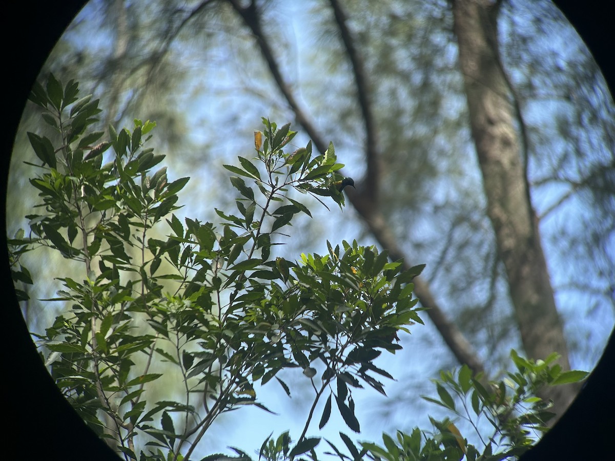 strdimil obojkový - ML646652628