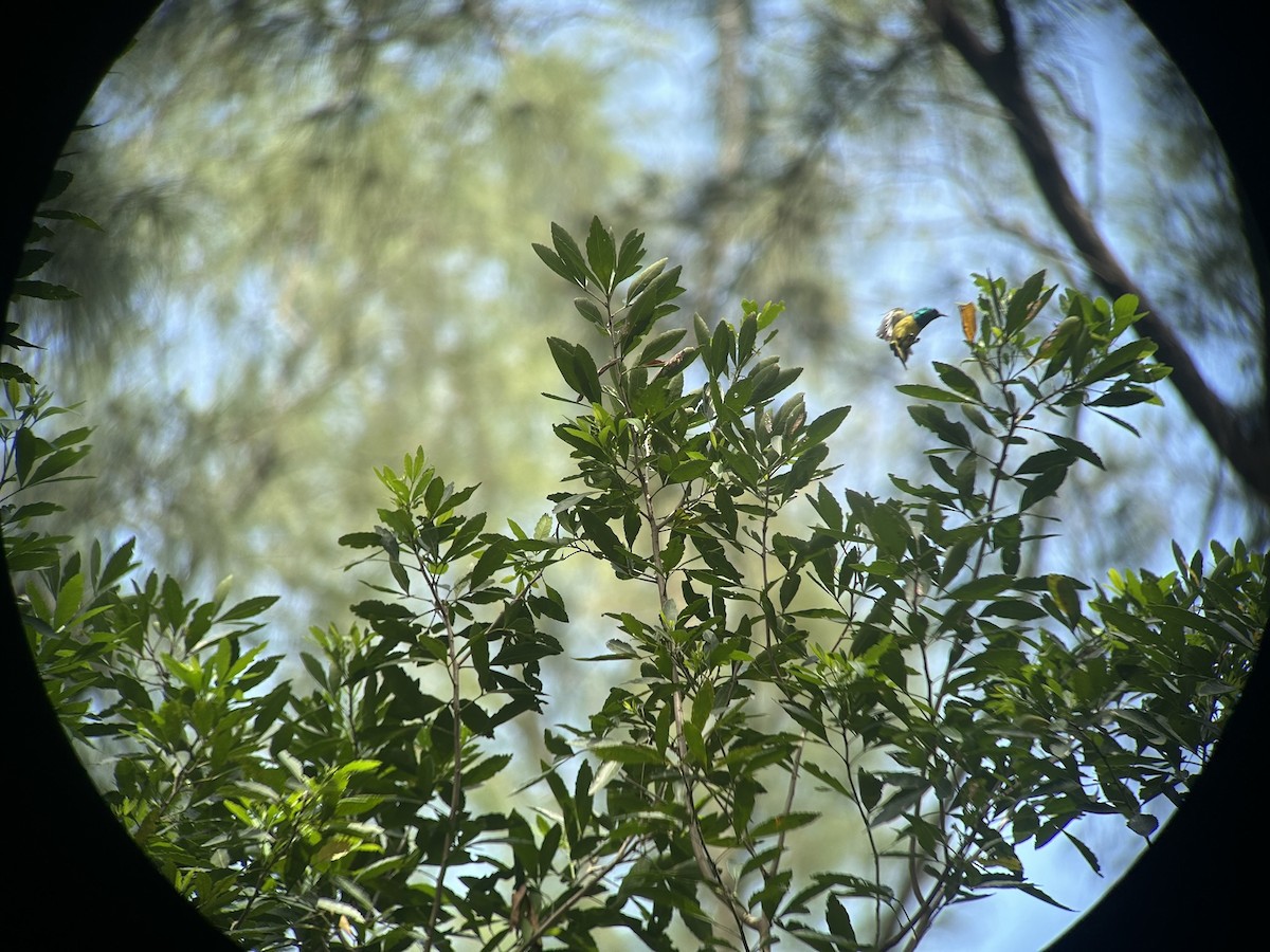 Саїманга зеленовола - ML646652629