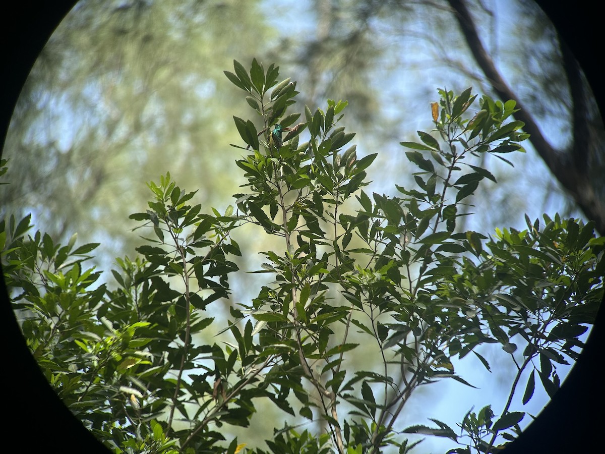 Саїманга зеленовола - ML646652630