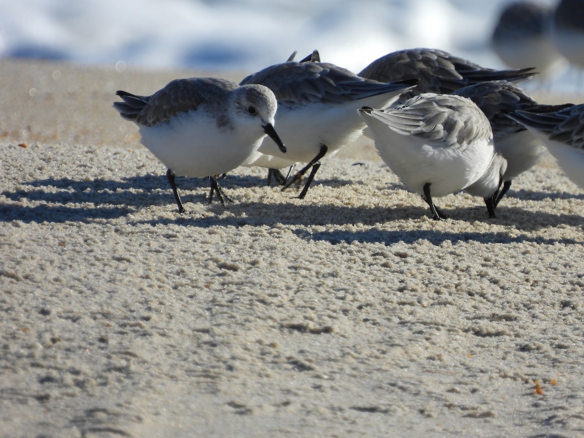 Sanderling - ML646652632