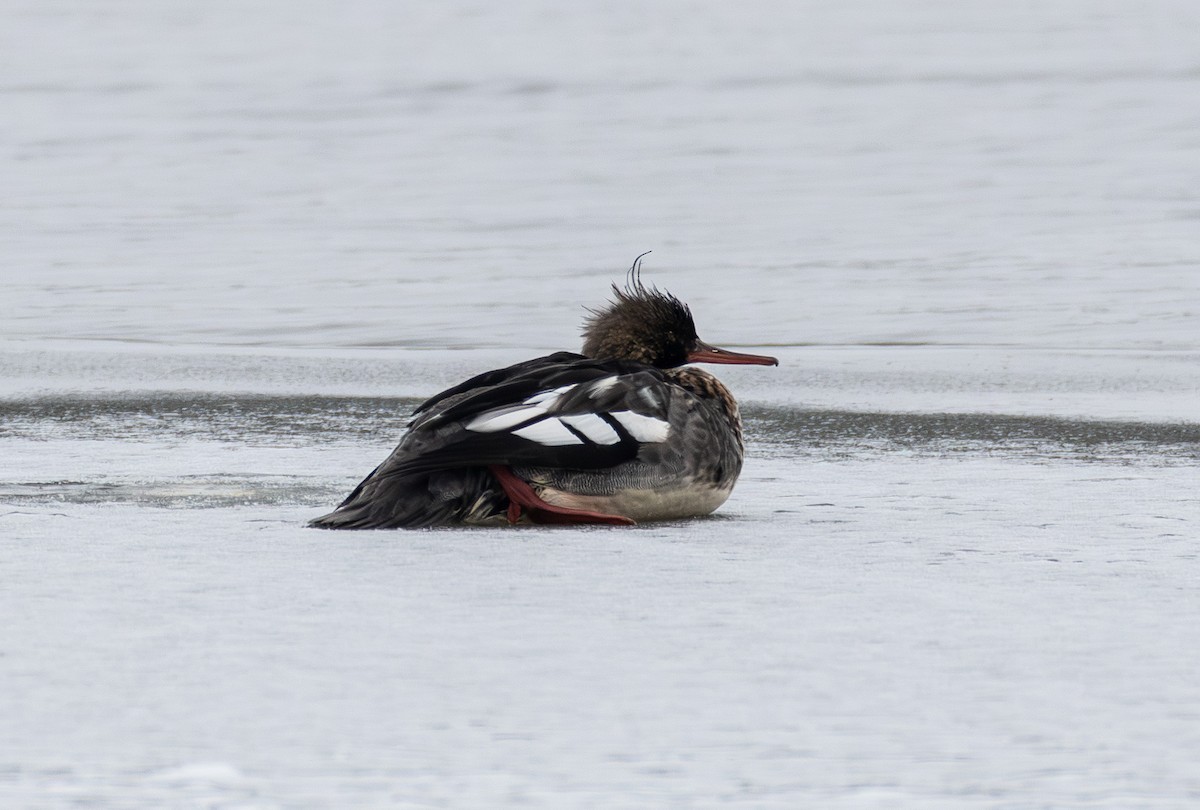 Red-breasted Merganser - ML646652635