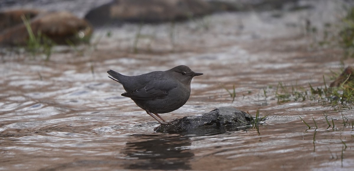 American Dipper - ML646652636