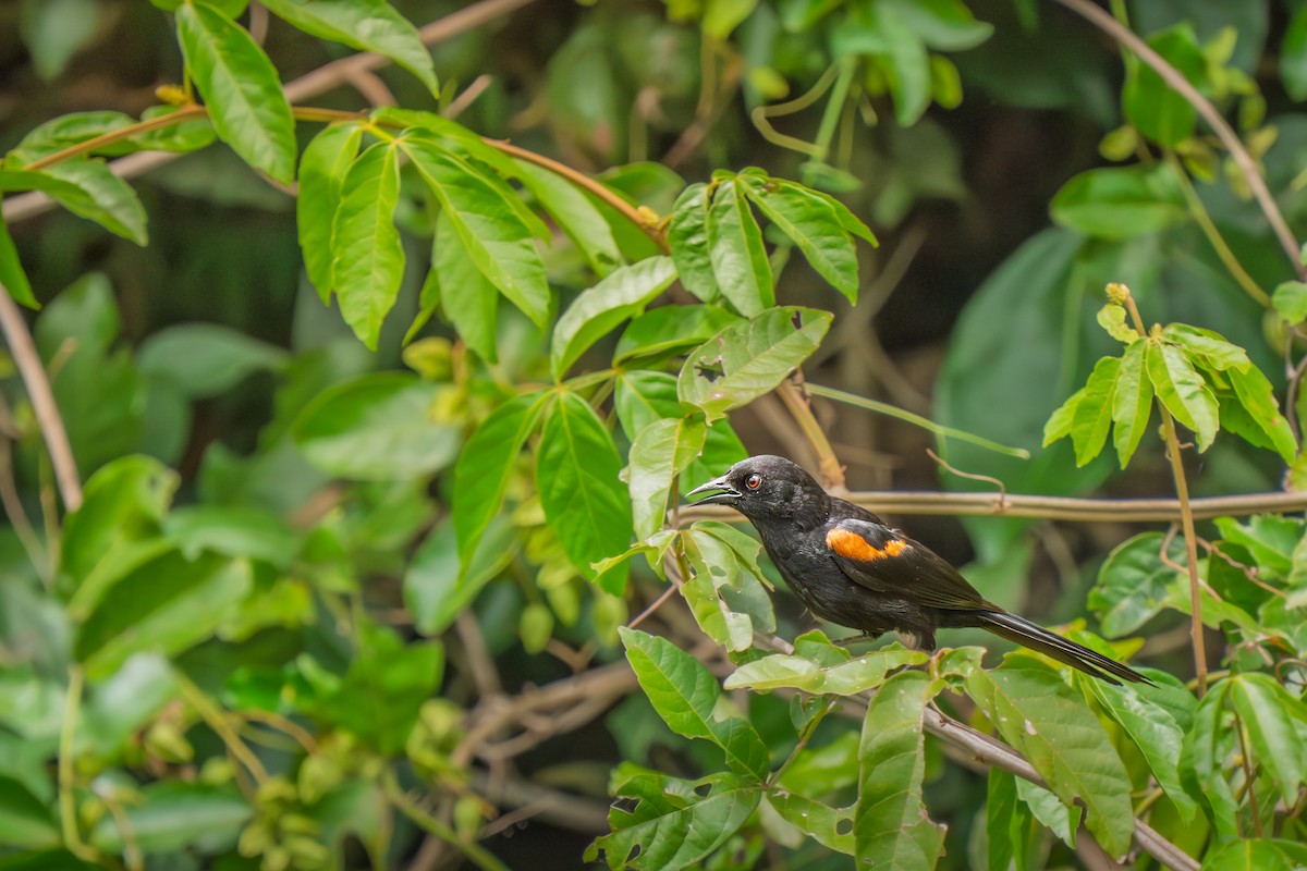 Variable Oriole - ML646652637